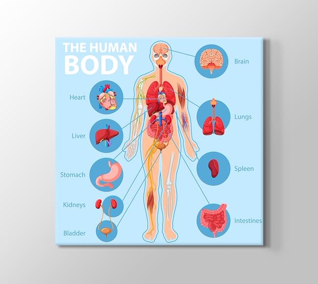  İngilizce İnsan Anatomisi Eğitim Afişi - Mavi