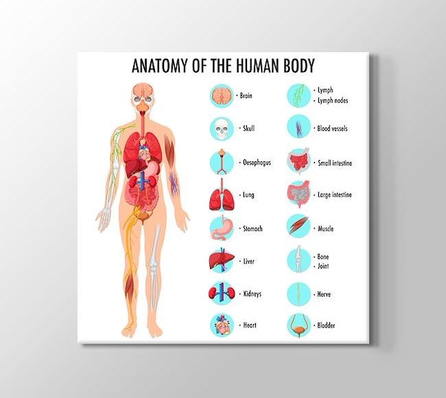  İngilizce İnsan Anatomisi Eğitim Afişi - Beyaz