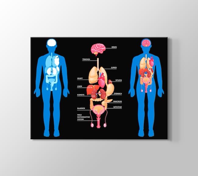  Siyah Fonda Erkek İnsan Organları - İngilizce