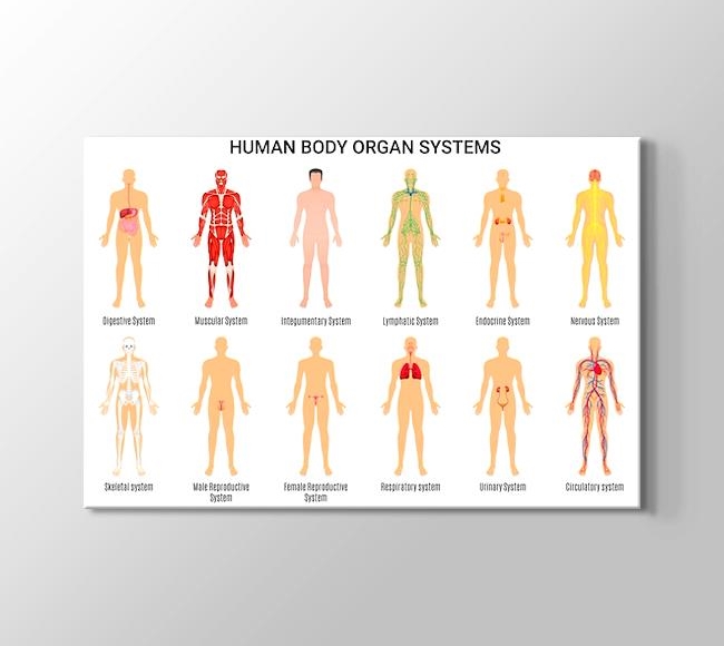  Beyaz Fonda İnsan Vücudu Organ Sistemleri - İngilizce