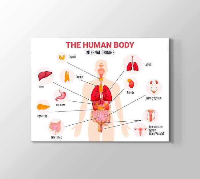  Beyaz Fonda İnsan Vücudu İç Organları - İngilizce