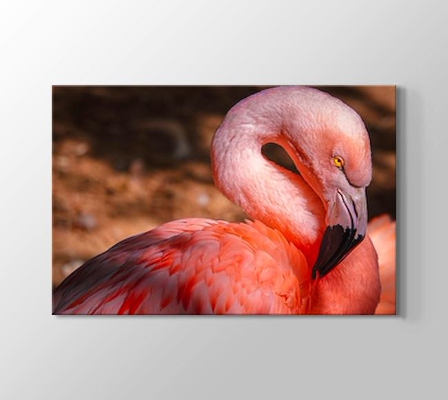  Flamingo - Yakın Çekim