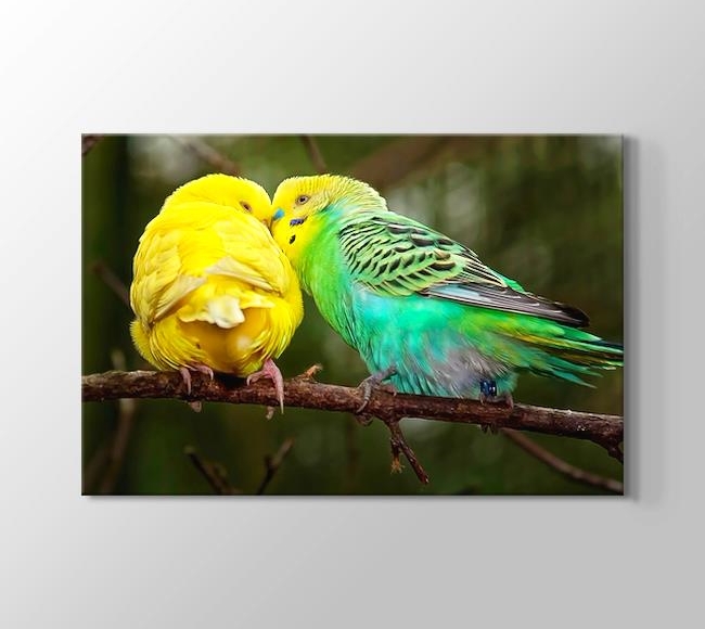  Dalın Üstündeki Sarı ve Yeşil Muhabbet Kuşları