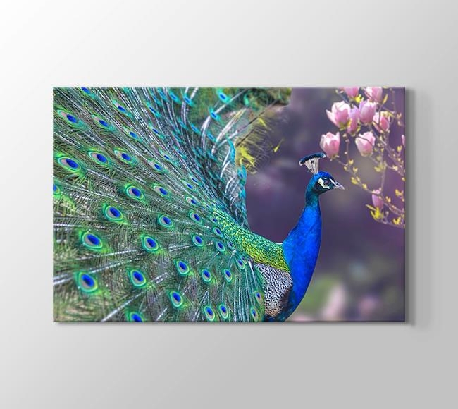  Yeşil Tüylü Mavi Tavus Kuşu - Yan Görünüm