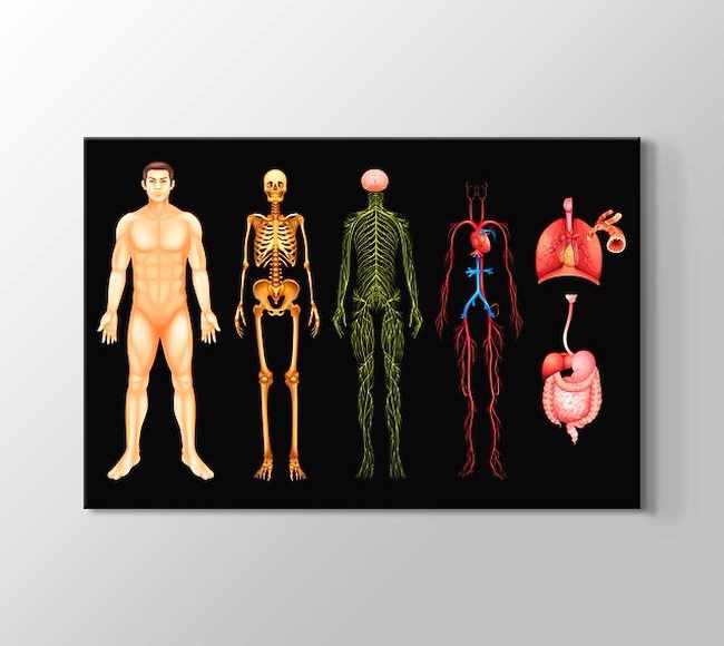  İnsan Vücudu Anatomisi - Erkek