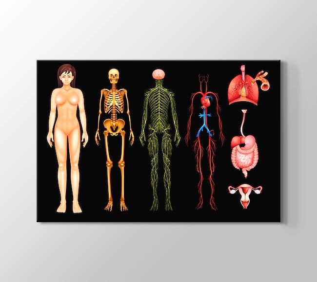  İnsan Vücudu Anatomisi - Kadın