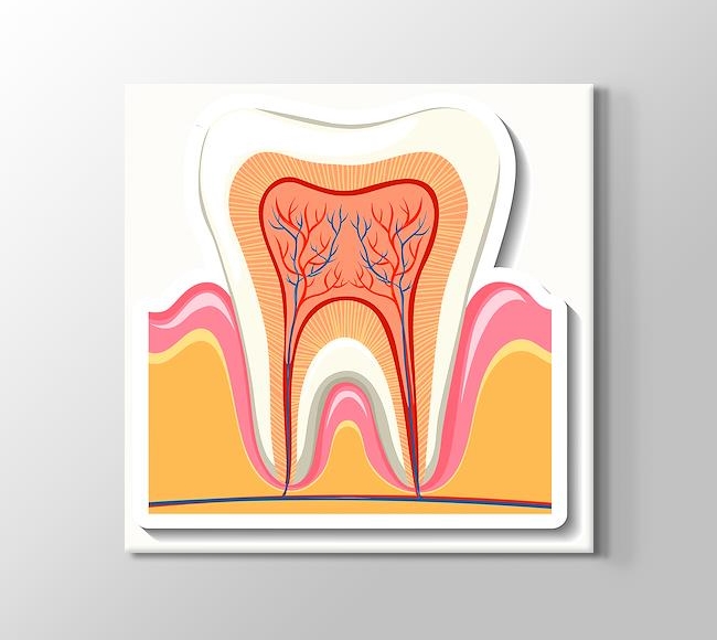 Detaylı Diş İllüstrasyonu
