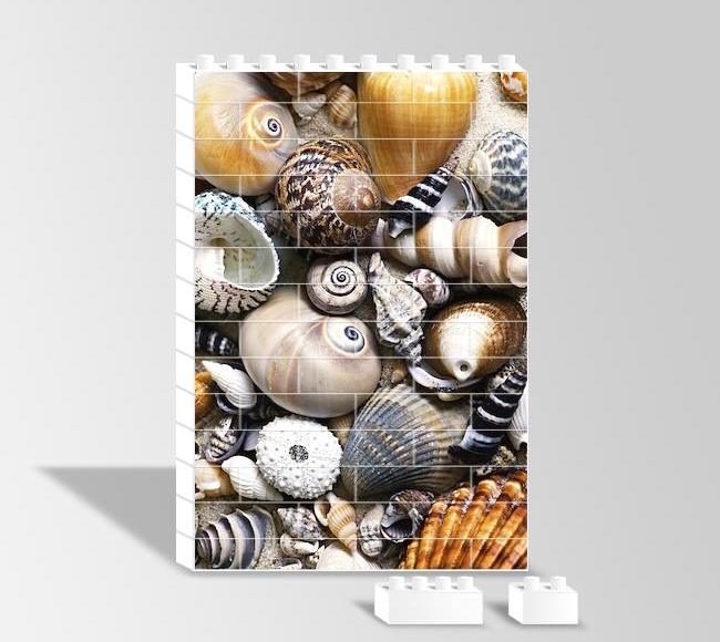 Sea Shells - Deniz Kabukları