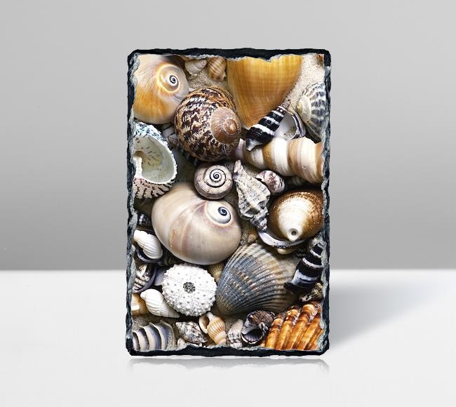 Sea Shells - Deniz Kabukları