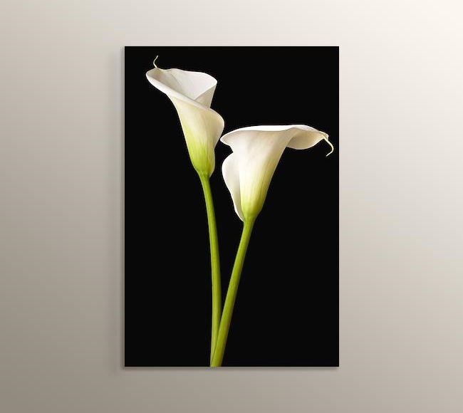 White Two Lilies -  İki Beyaz Zambak