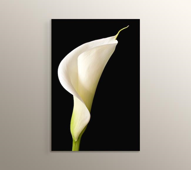 White Lilies - Siyah Üstünde Beyaz Zambak