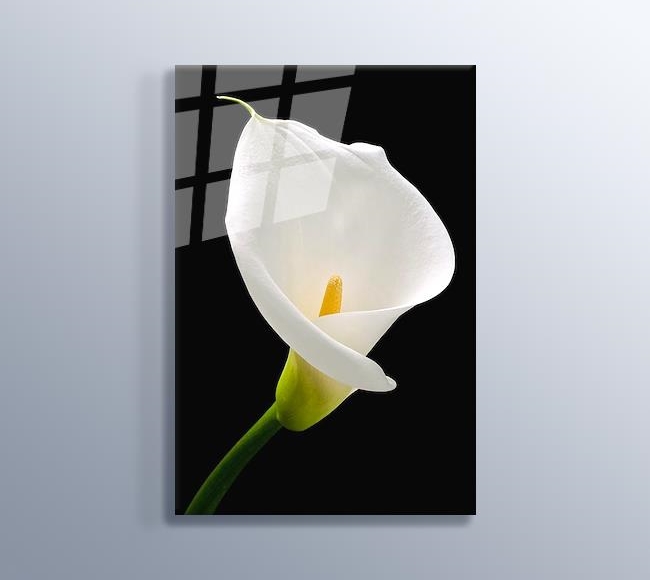 White Lilies - Beyaz Zambak