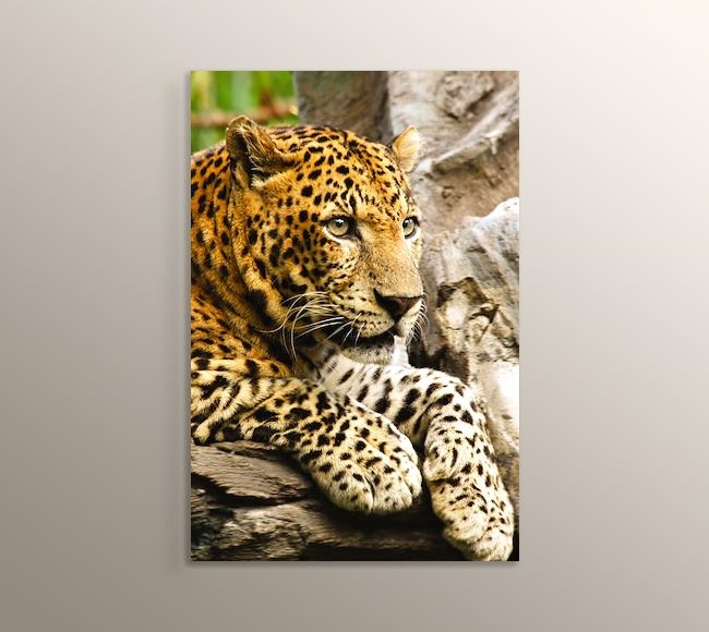 Panthera Pardus - Leopar 