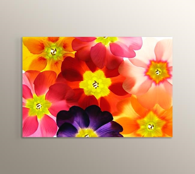 Emma - Renkli Çiçek Saydamları