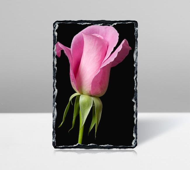 Pembe Gül - Pink Rose on Black