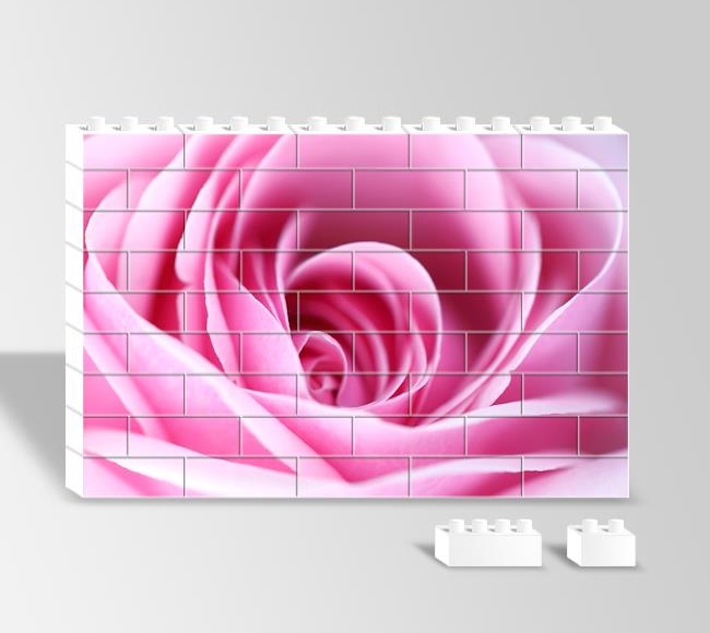 CloseUp Pink Rose