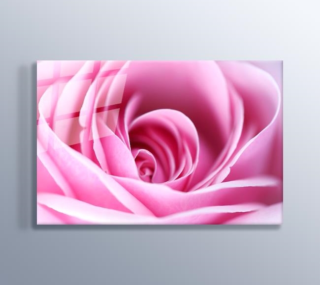 CloseUp Pink Rose