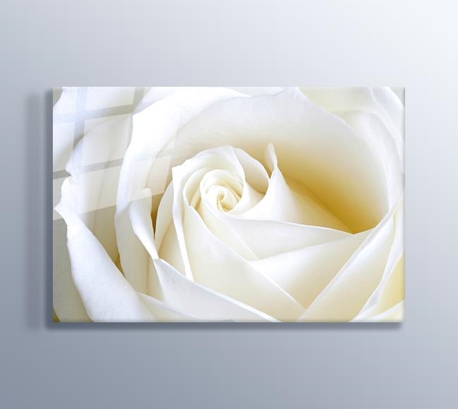 White Rose Close Up