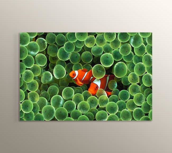 Clown Fishes