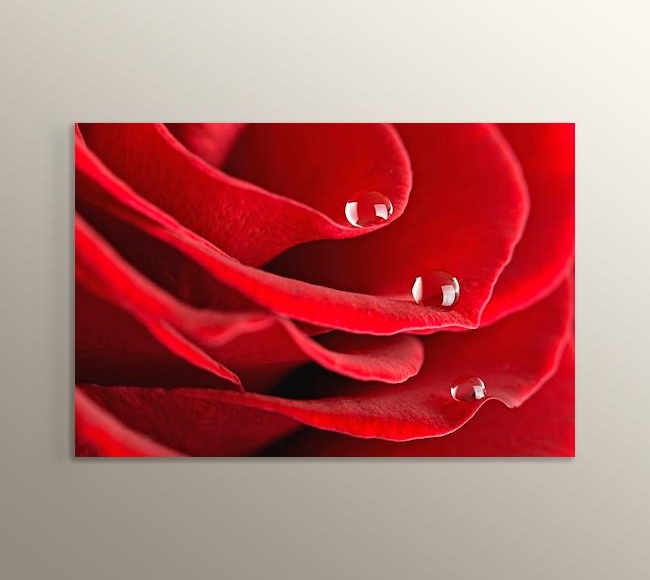 Red Rose Close Up - Kırmızı Gül