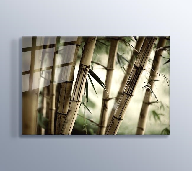 Bamboo - Bambu Dalları