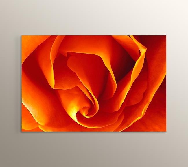 CloseUp Orange Rose