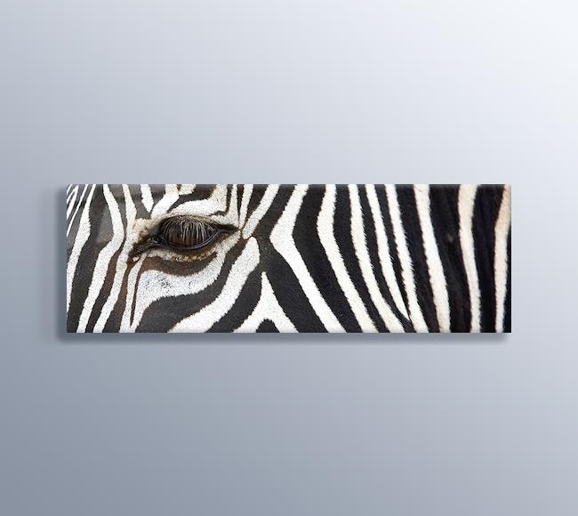 Zebra Siyah Beyaz Kesit