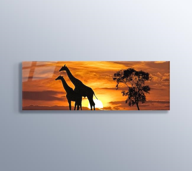 Giraffes and the Sunset