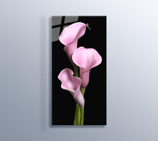 Pink Lilies - Pembe Zambaklar