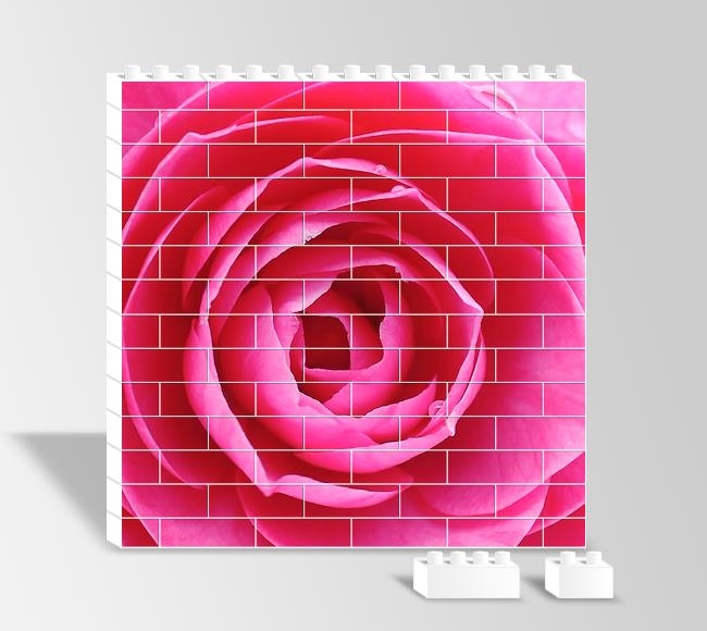 Pink Rose - Pembe Gül Yakın Çekim