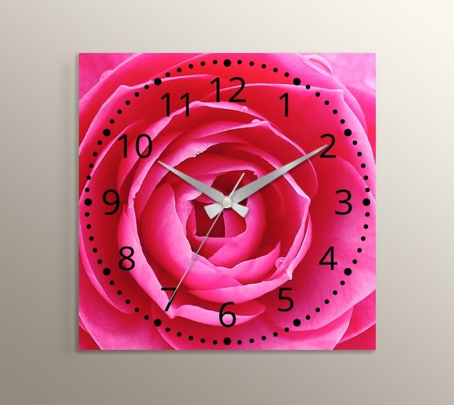 Pink Rose - Pembe Gül Yakın Çekim