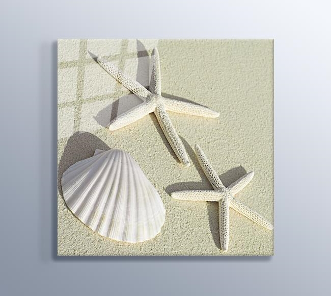 Sea Shells - Deniz Kabuğu ve Deniz Yıldızı