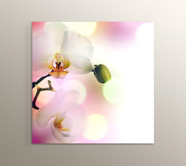 Soft Orkide Tomurcuğu