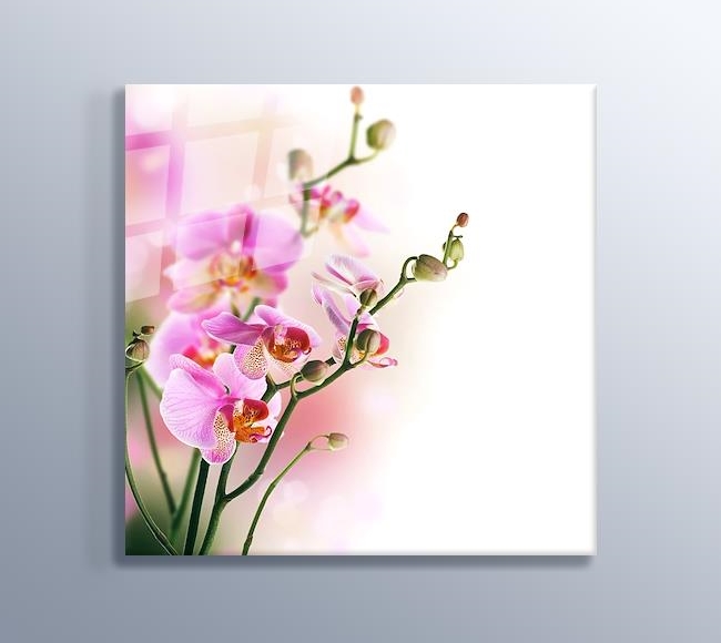 Soft Orkide Pink
