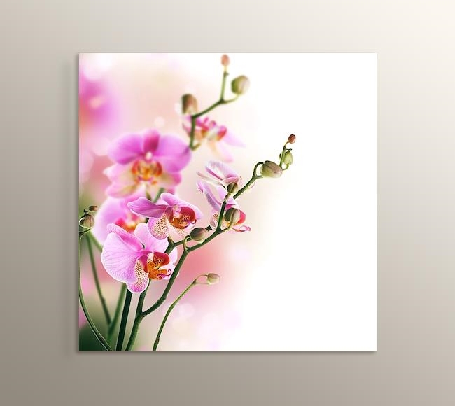 Soft Orkide Pink