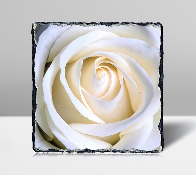 White Rose - Beyaz Gül