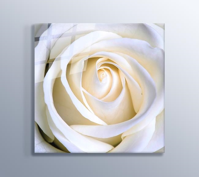 White Rose - Beyaz Gül