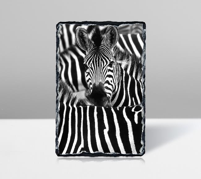 Zebra - Black White