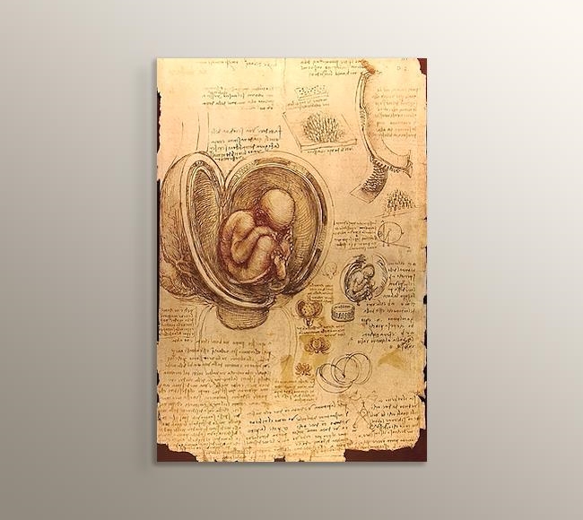 Fetüsün Embriyolojik Çizimi