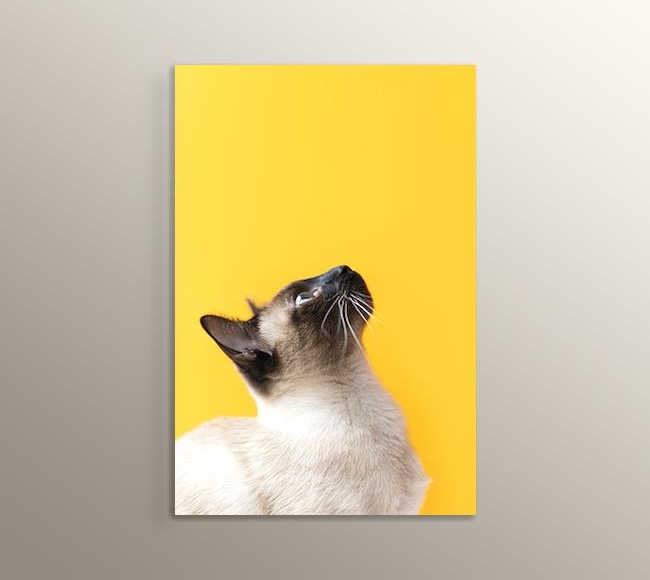 Sarı Fonda Tatlı Kedi