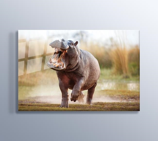 Korkutucu Afrika Hipopotamı