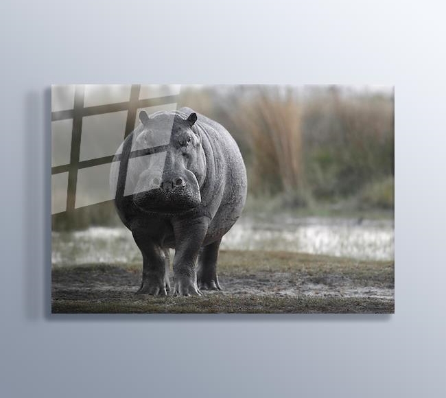 Korkutucu Afrika Hipopotamı - Yakın Çekim