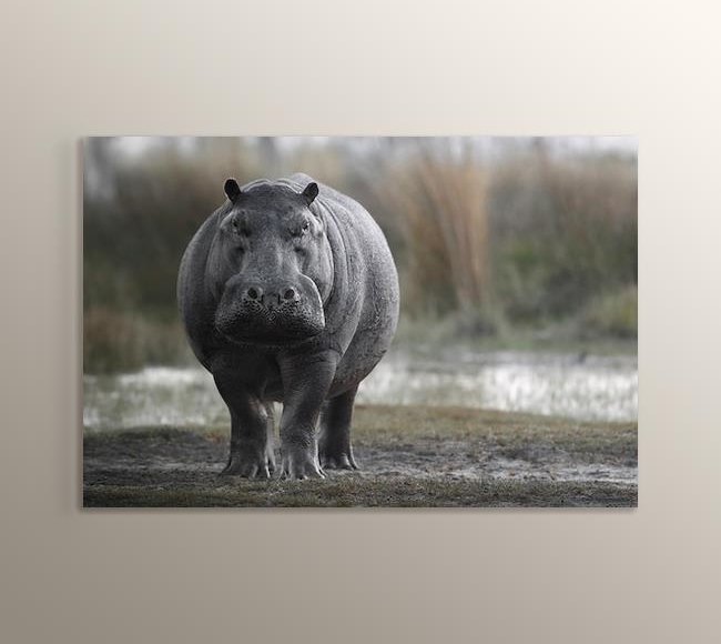 Korkutucu Afrika Hipopotamı - Yakın Çekim