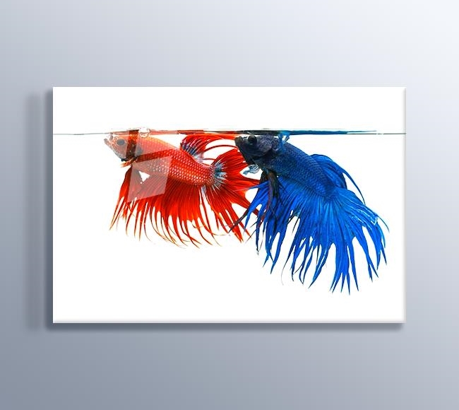 Akvaryumdaki Kırmızı ve Mavi Balık
