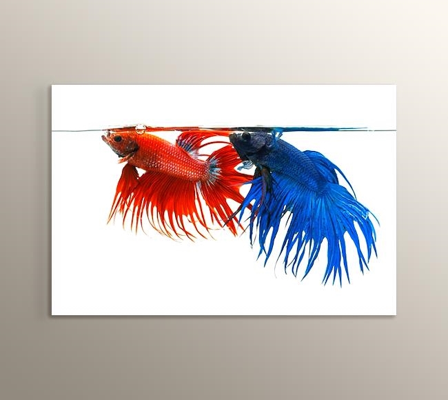 Akvaryumdaki Kırmızı ve Mavi Balık