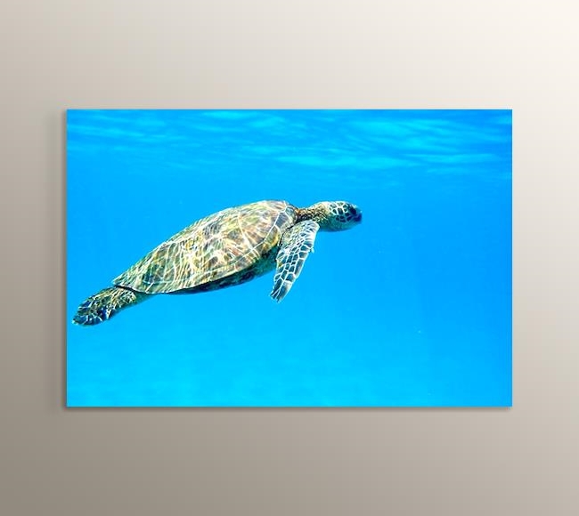 Suyun Altındaki Su Kaplumbağası