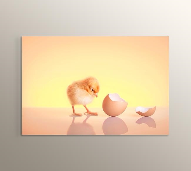 Civciv ve Kırık Yumurta