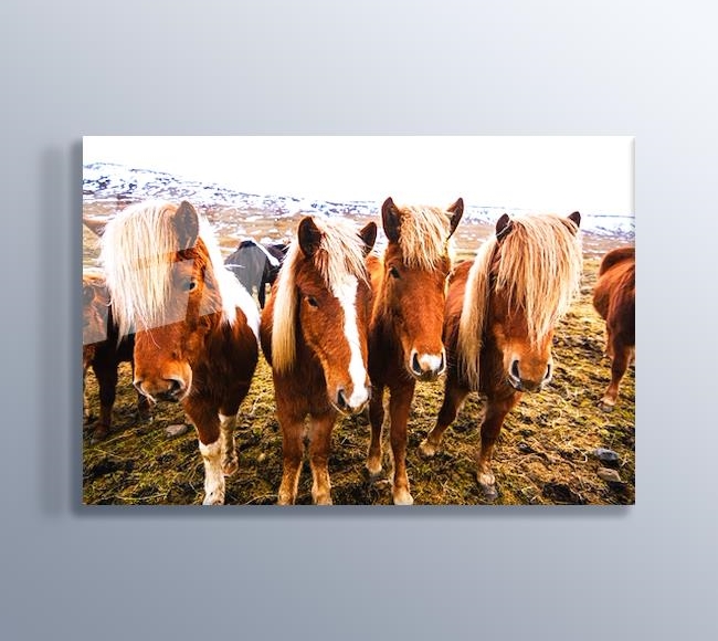 Yan Yana Dizilmiş İzlanda Atları