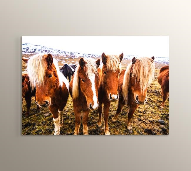 Yan Yana Dizilmiş İzlanda Atları