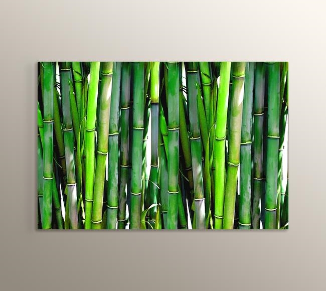 Ormandaki Bambu Ağacı